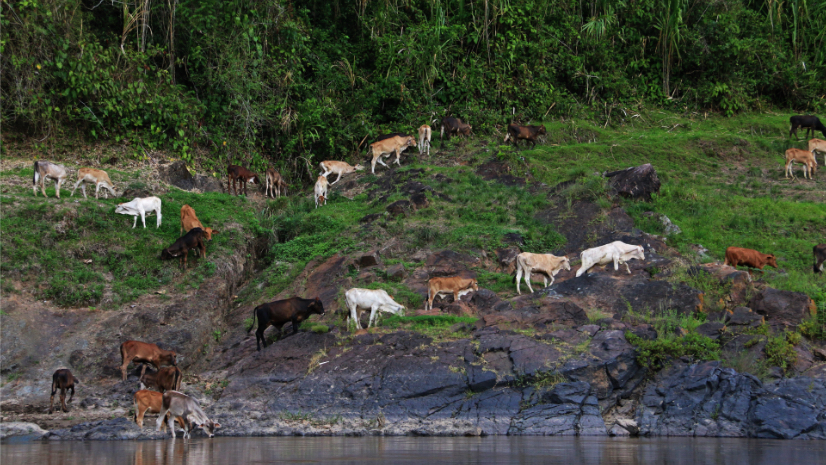 ထိန်းသိမ်းစောင့်ရှောက်ရေး